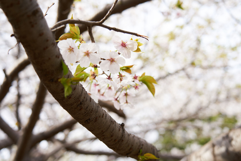 今年の桜(#^.^#)