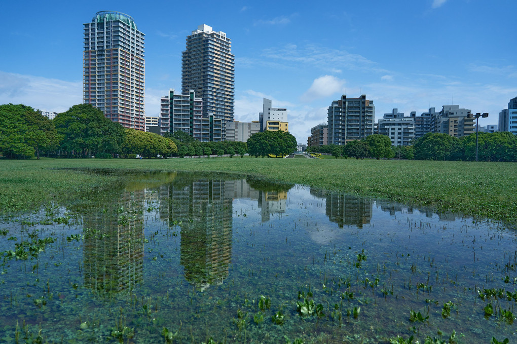 雨上がりに現れた湿原