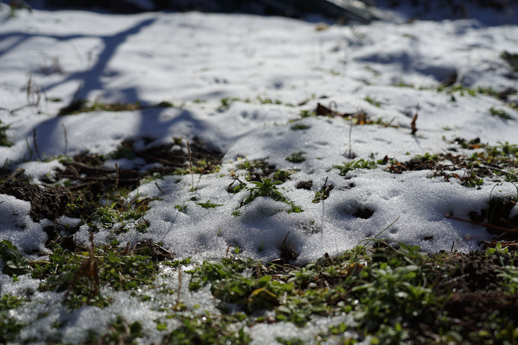 雪解けと雀の足跡