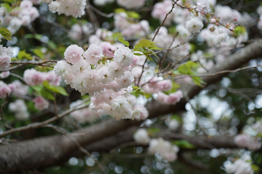 牡丹桜