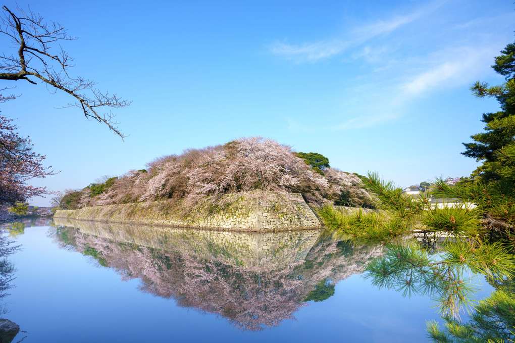 二面の桜