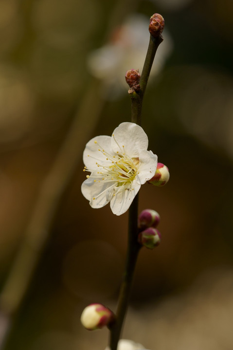 谷保天満宮の梅の花