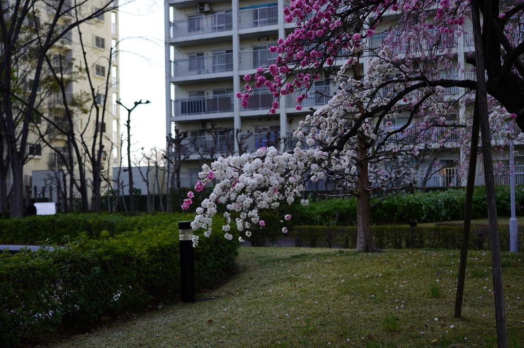 しだれ桜