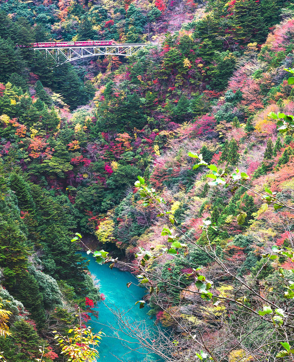 接岨峡 関の沢橋梁の紅葉