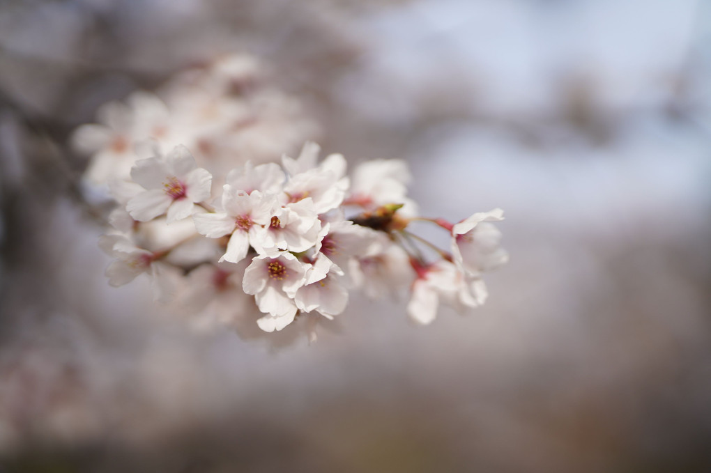 鶴見緑地公園の桜
