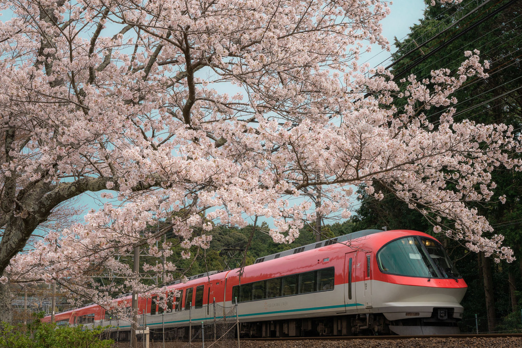 桜鉄