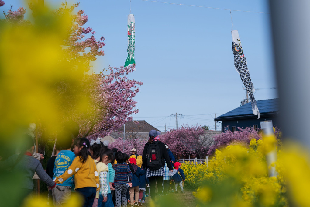 免々田川の河津桜と菜の花の競演