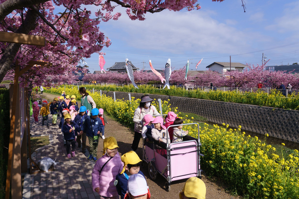 免々田川の河津桜と菜の花の競演