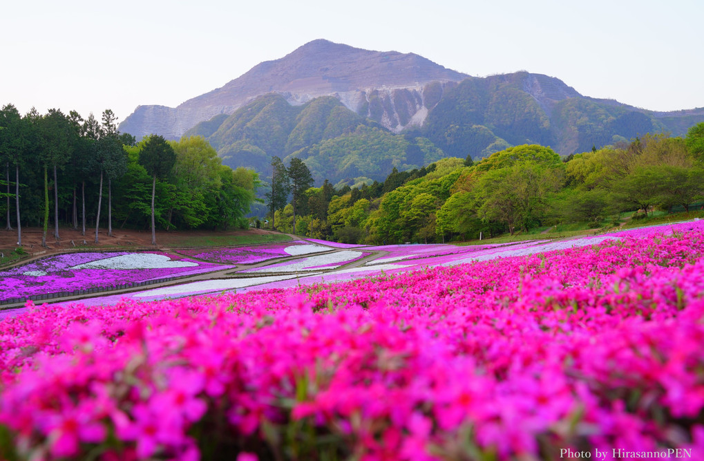 武甲山へとつづく大地の桜