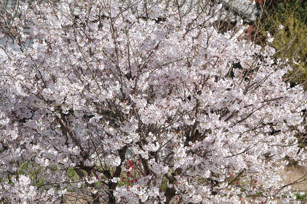 桜・桜・・