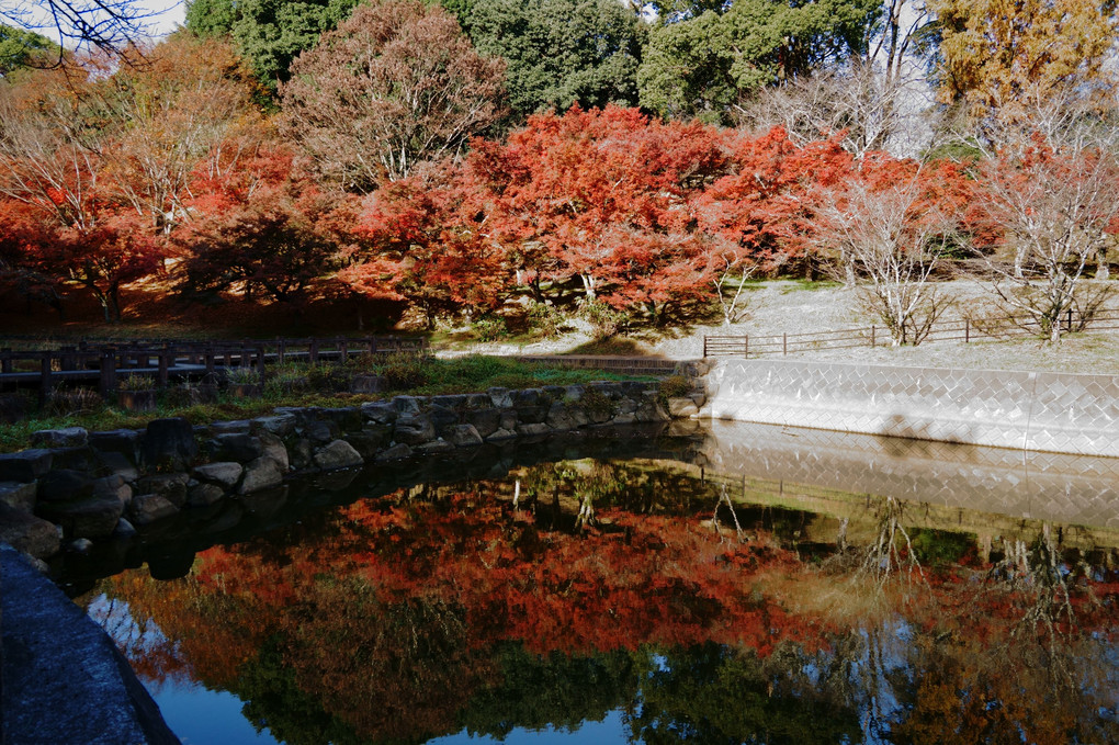 紅葉