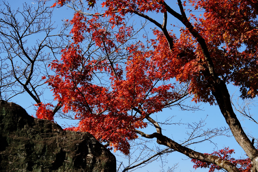 紅葉