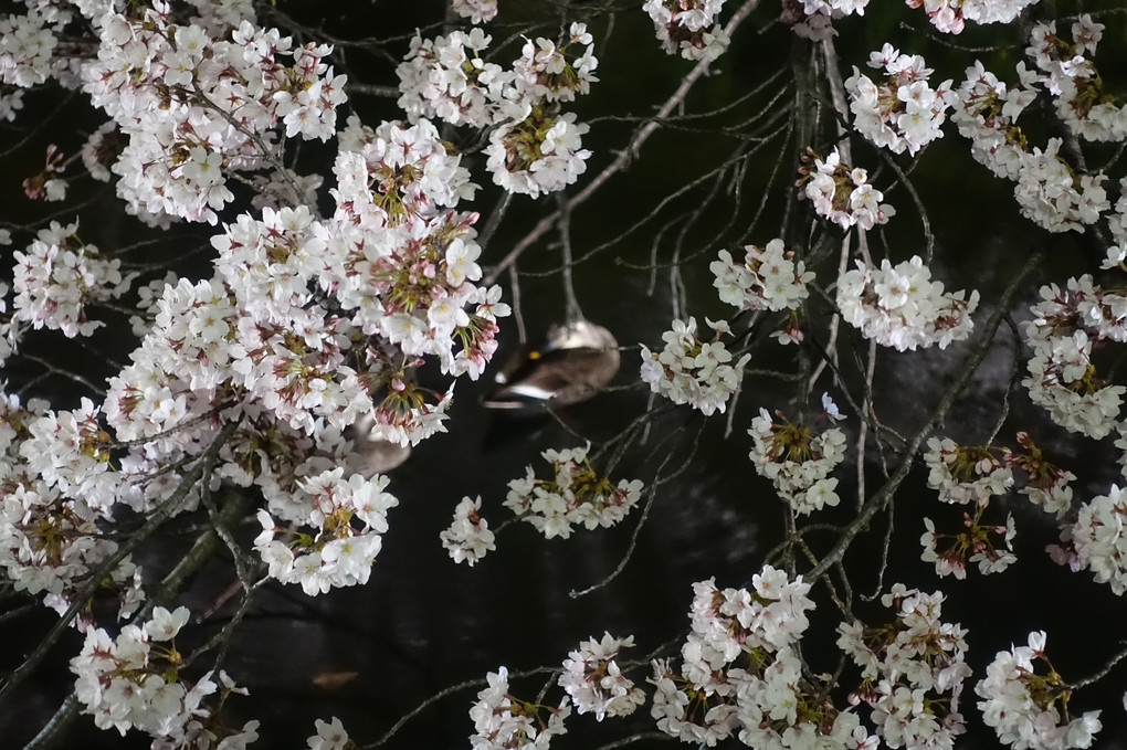 桜の下で眠る　鴨