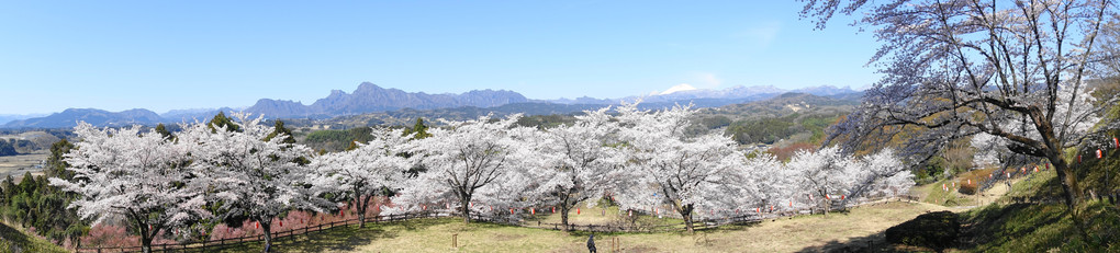 桜越しの　妙義山　と　冠雪した浅間山