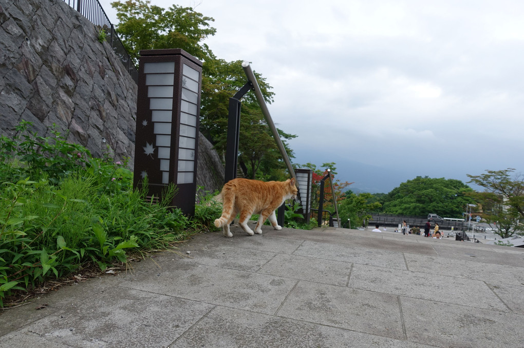 石段　猫さん