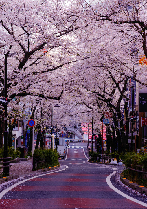 渋谷の桜並木
