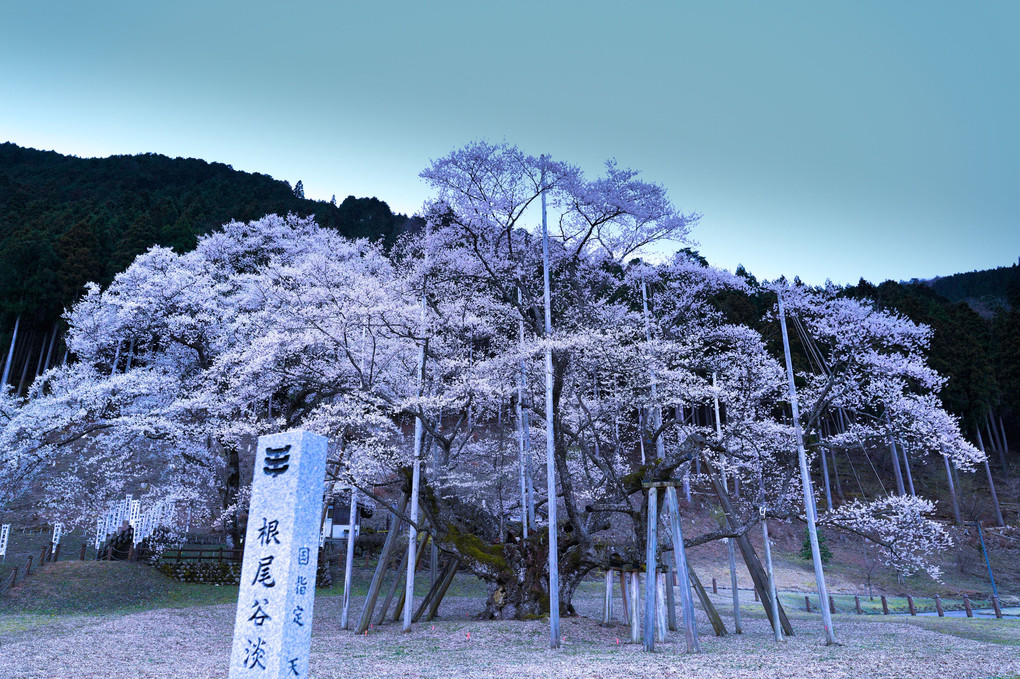 樹齢1500年