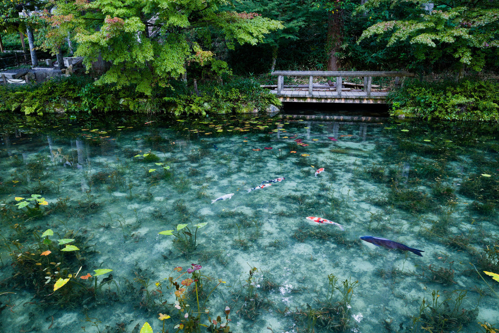根道神社　モネの池