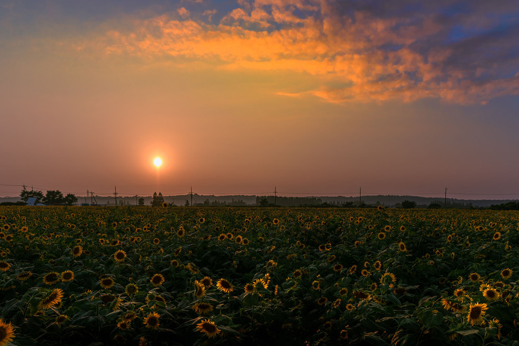 夏の光