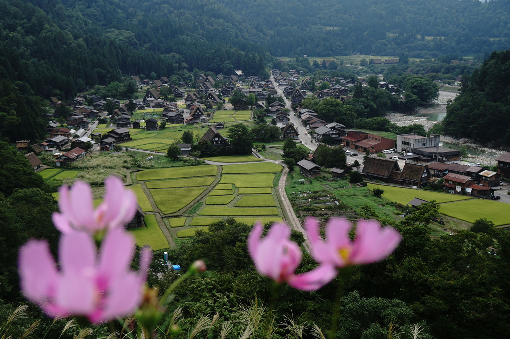 夏の白川郷