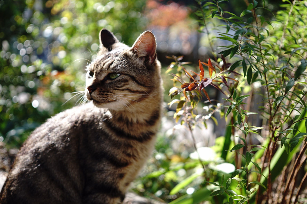 お寺の癒しねこ