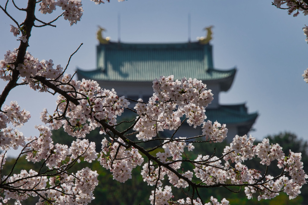 名古屋城と桜