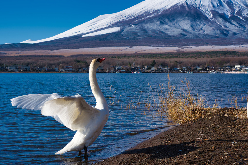 山中湖の白鳥