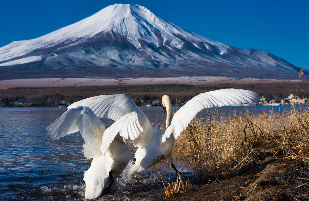 山中湖の白鳥