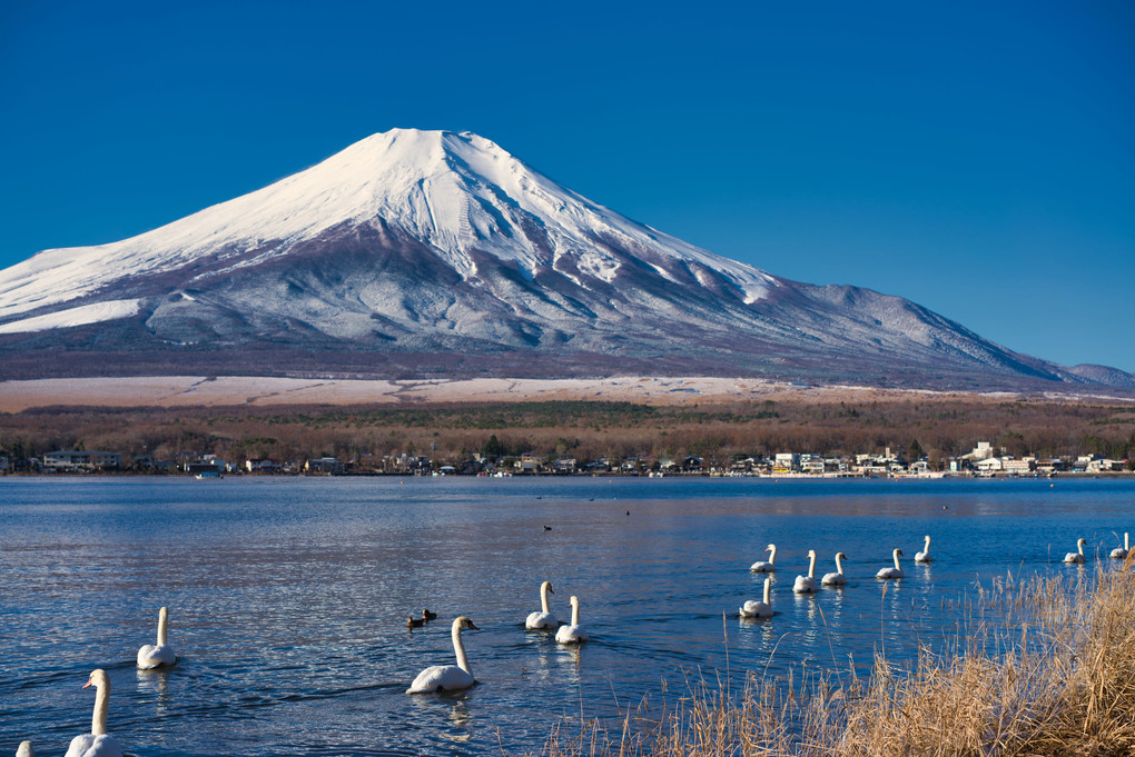 山中湖の白鳥