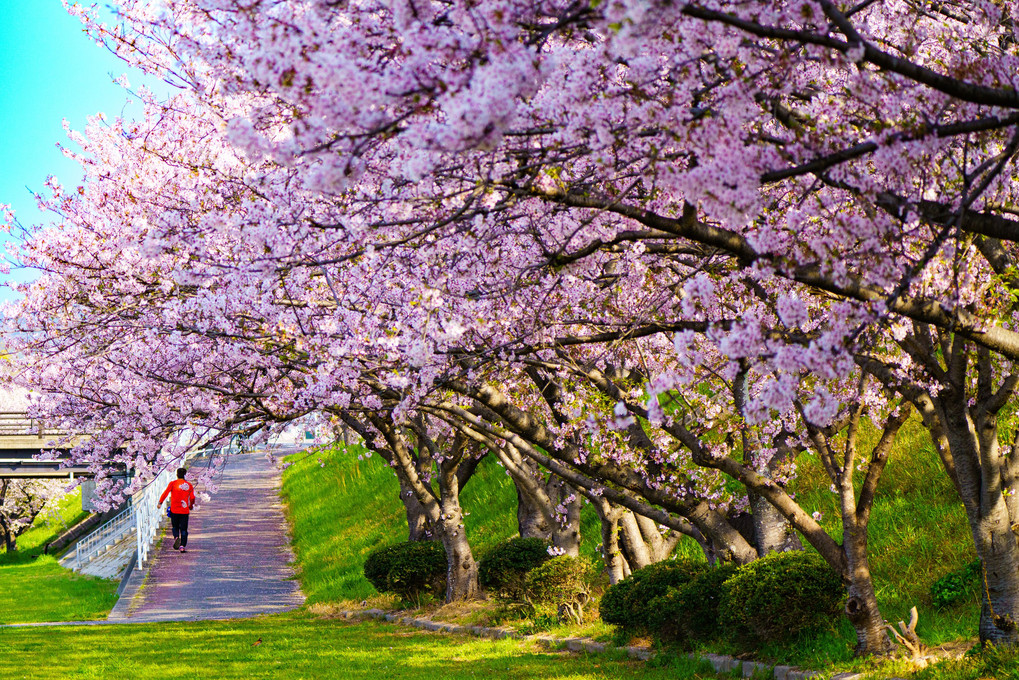 夢前川の夢前橋たもとの桜