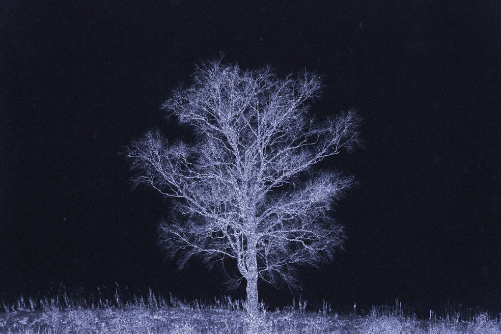 凍える樹
