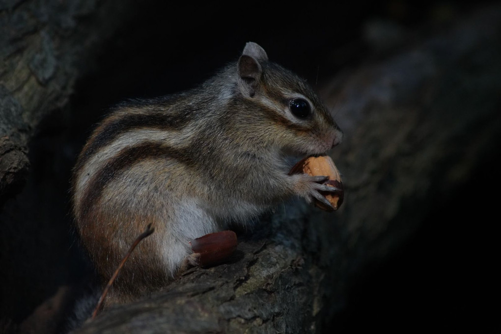 シマリス