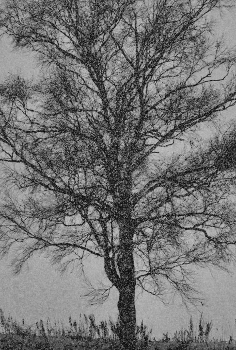 雪と樹の関係
