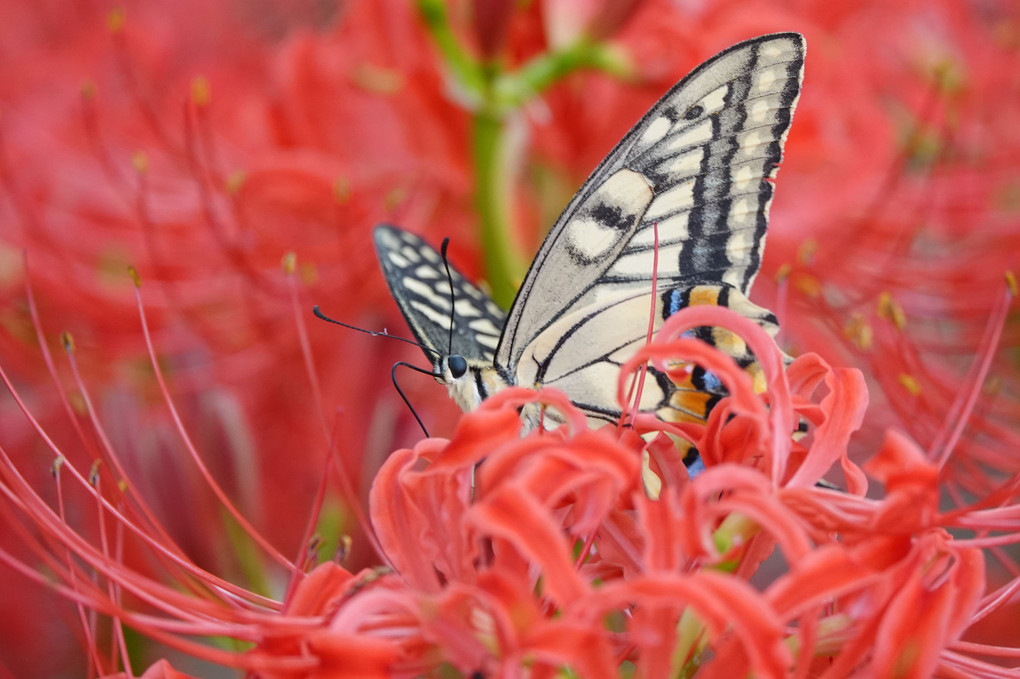アゲハ蝶と彼岸花