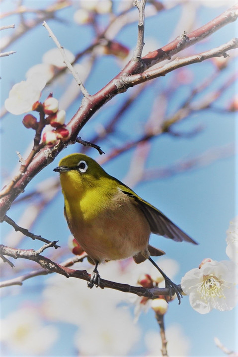 ボラーレ！　　空の青に染まって飛ぶよ～！