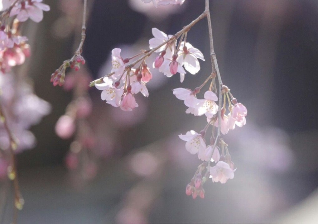 3月21日　六義園の枝垂れ桜