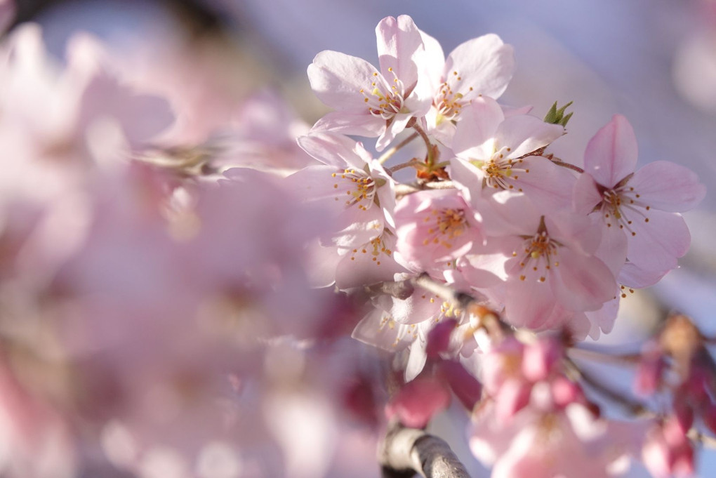 3月21日　六義園の枝垂れ桜