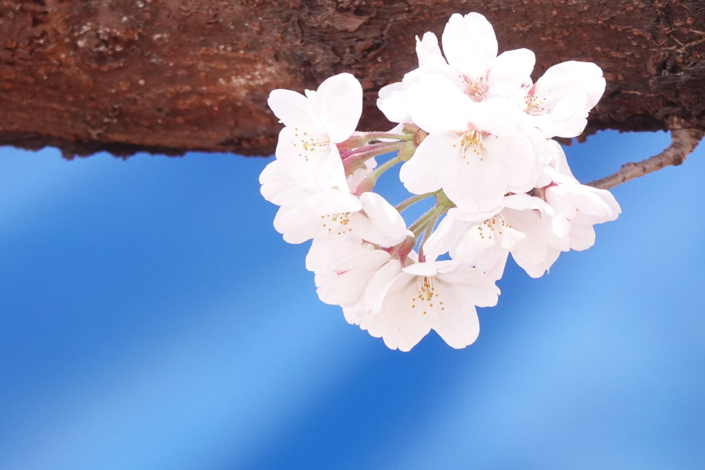 桜　　無線山公園