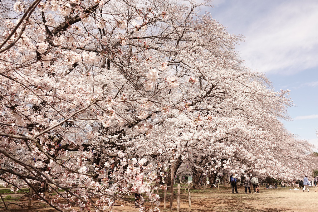 桜　　無線山公園