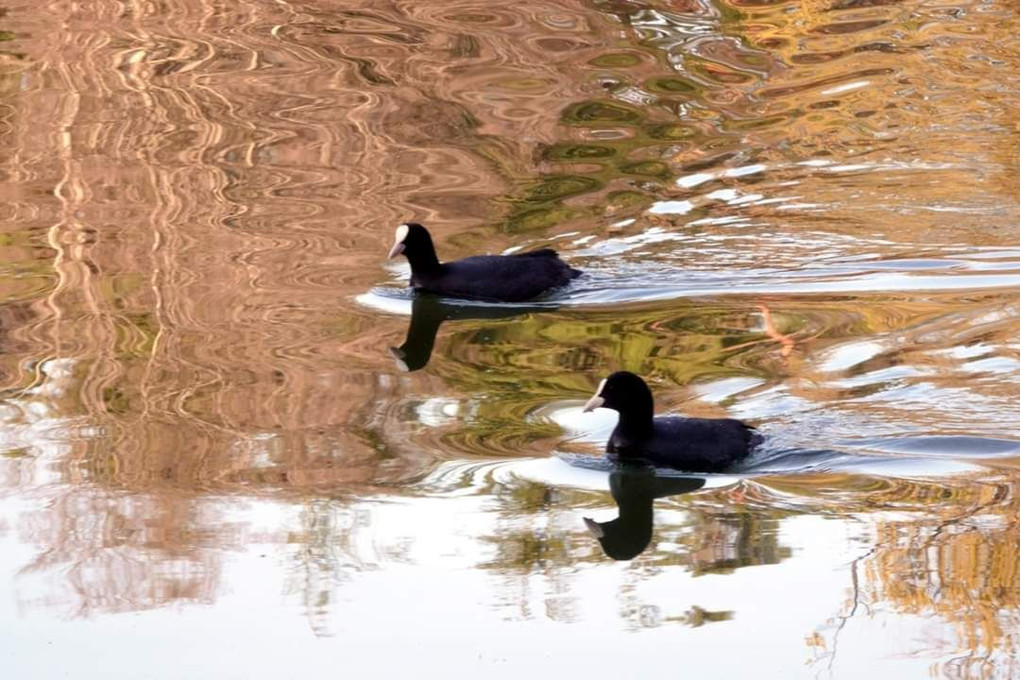 桜色の池と水鳥　　#キンクロハジロ#と#オオバン#