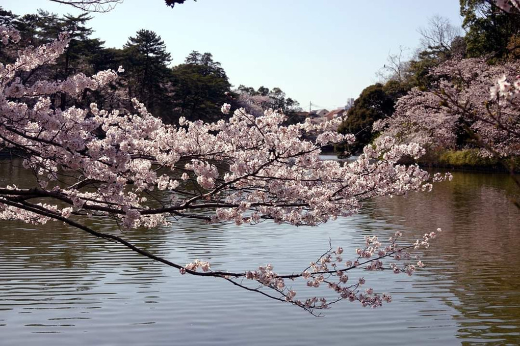 桜色の池と水鳥　　#キンクロハジロ#と#オオバン#