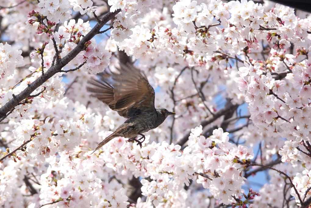桜と#ヒヨドリ#