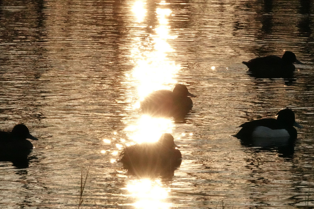 朝焼けの池と水鳥　　#キンクロハジロ#