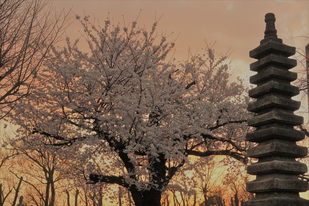 夕焼け空と桜