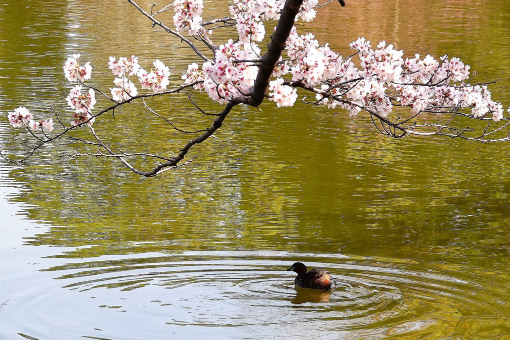 桜と#カイツブリ#　　大宮公園