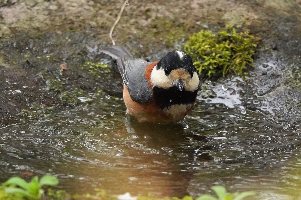 お茶目な#ヤマガラ#さんの行水