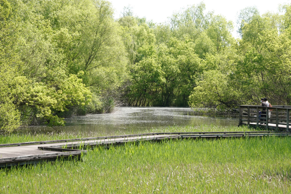 見沼の公園で　２　柳絮が浮かぶ池