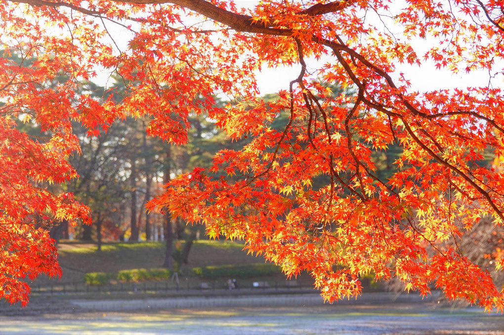 大宮公園 の紅葉