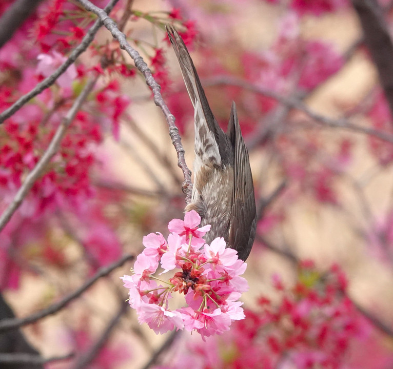横浜寒緋桜と戯れるヒヨちゃん。　　　#ヒヨドリ#