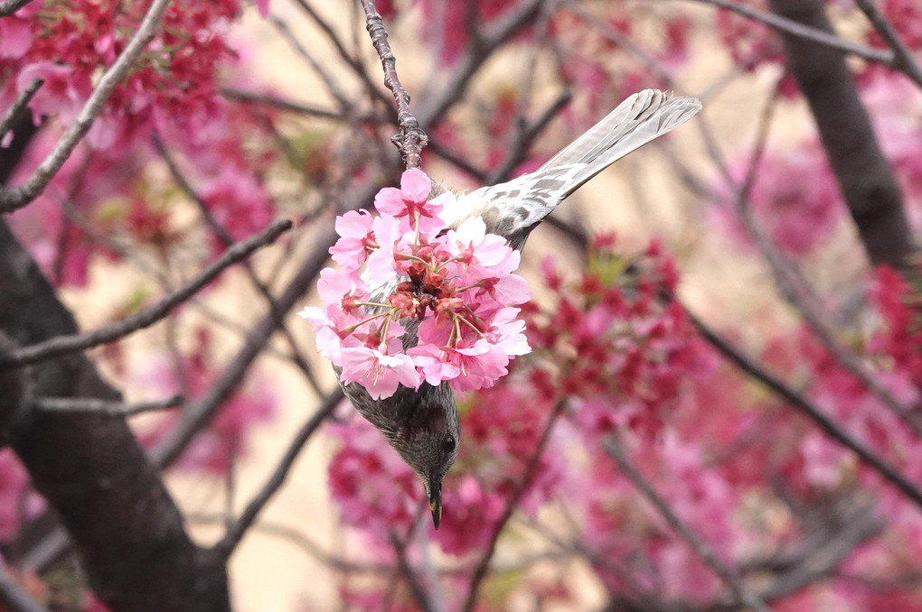 横浜寒緋桜と戯れるヒヨちゃん。　　　#ヒヨドリ#